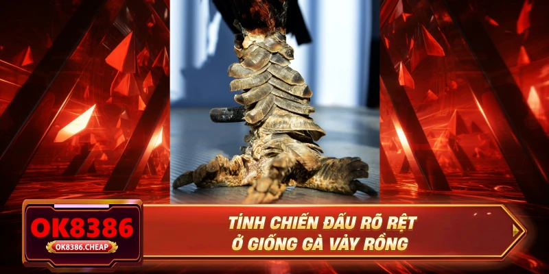 Tính chiến đấu rõ rệt ở giống gà vảy rồng